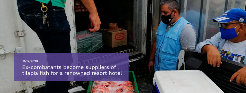 Ex-combatants-become-suppliers-of-tilapia-fish-for-a-renowned-resort-hotel.jpg