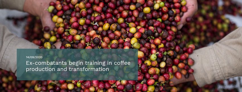 Ex-combatants-begin-training-in-coffee-production-and-transformation.jpg