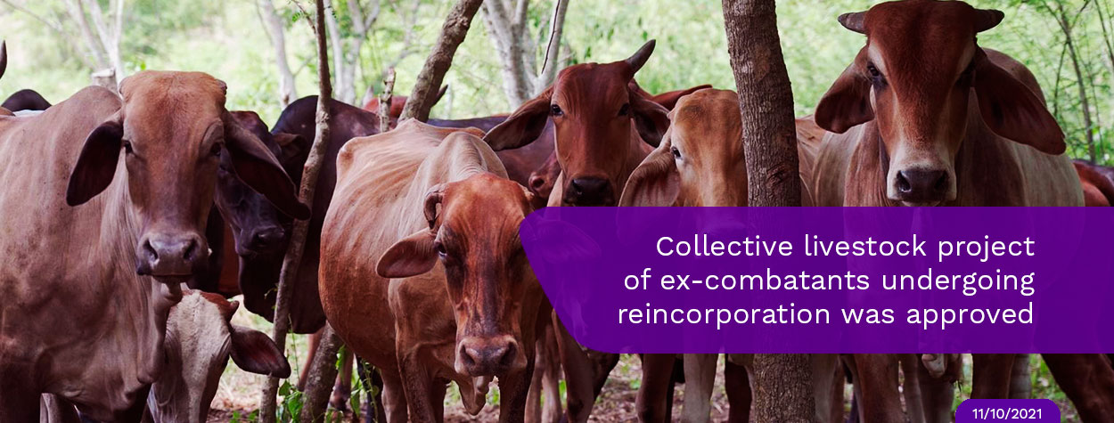 Collective-livestock-project-of-ex-combatants-undergoing-reincorporation-was-approved.jpg