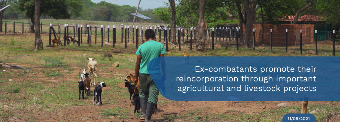 Ex-combatants-promote-their-reincorporation-through-important-agricultural-and-livestock-projects.jpg