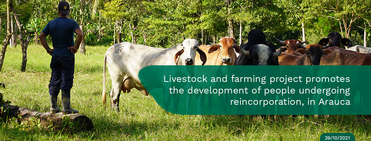 Livestock-and-farming-project-promotes-the-development-of-people-undergoing-reincorporation-in-Arauca.jpg