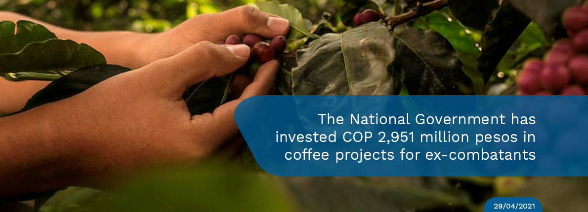 The-National-Government-has-invested-COP-2,951-million-pesos-in-coffee-projects-for-ex-combatants.jpg