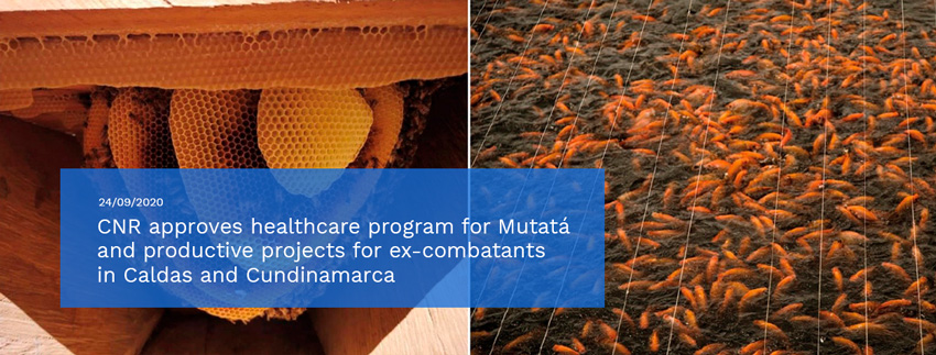 CNR-approves-healthcare-program-for-Mutatá-and-productive-projects-for-ex-combatants-in-Caldas-and-Cundinamarca.jpg