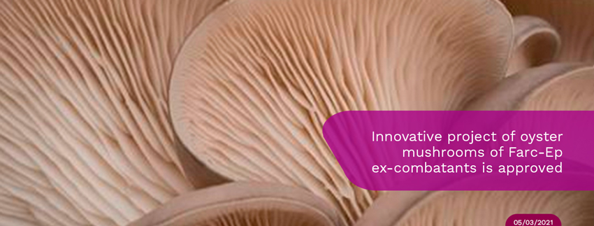Innovative-project-of-oyster-mushrooms.jpg