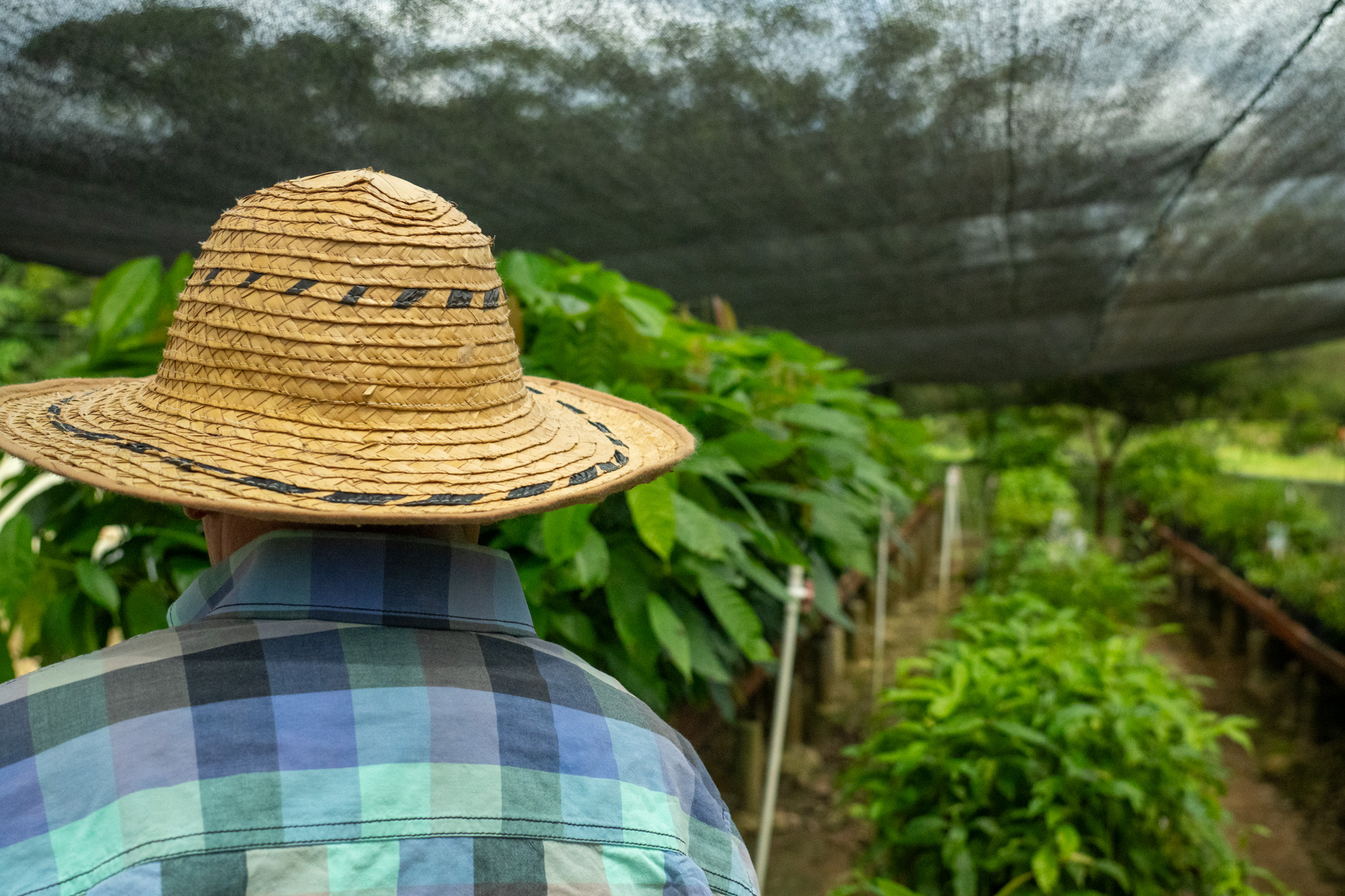 Sembrando futuro — Doncello, Caquetá