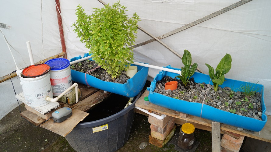 cauca-milagro-plantas-y-peces1.JPG