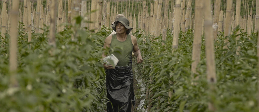 En Toro, Valle del Cauca, se siembra esperanza