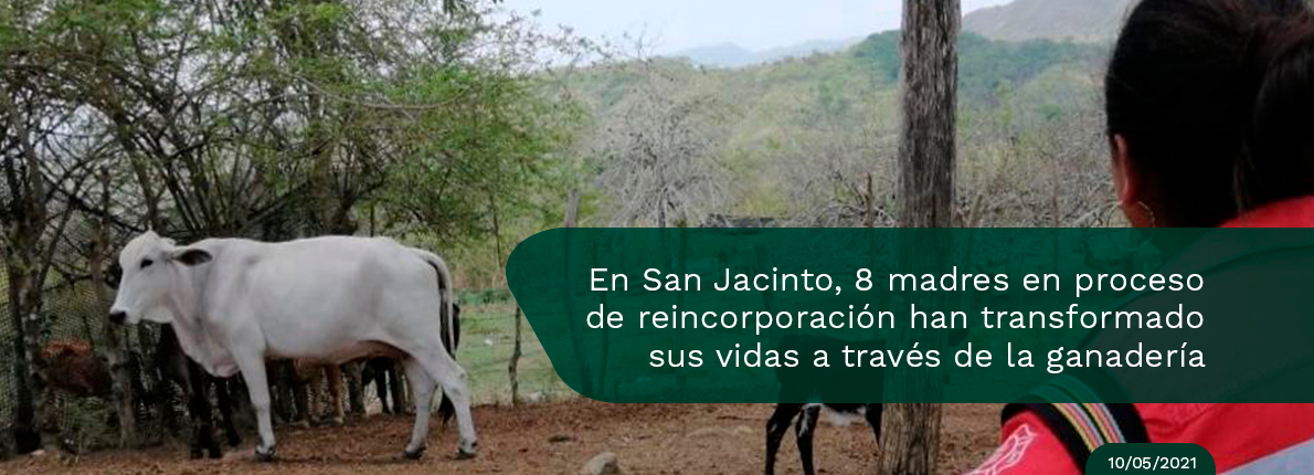 Yolanda, esposa y madre de una niña de 5 años, lidera un proyecto individual de ganadería, como parte de su proceso de reincorpo