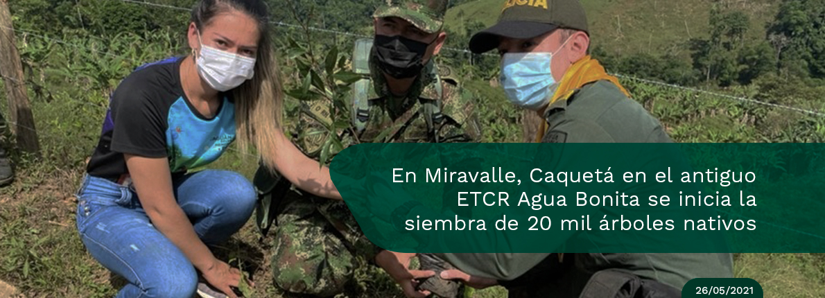 Excombatientes, Ejército y Policía unidos en la siembra de árboles en Agua Bonita y Miravalle,Caquetá
