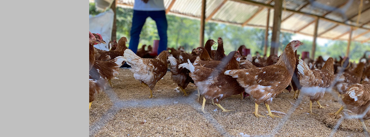Foto de n galpon de gallinas de color cafe y blanco