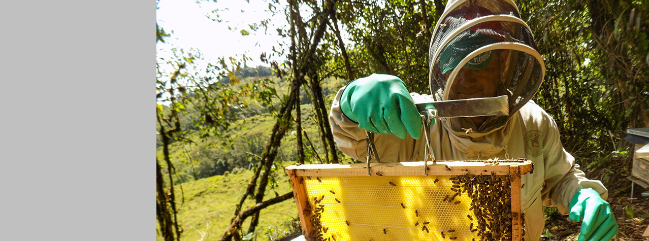 Hombre con traje para protegerse de las abejas manipulando un panal de abejas