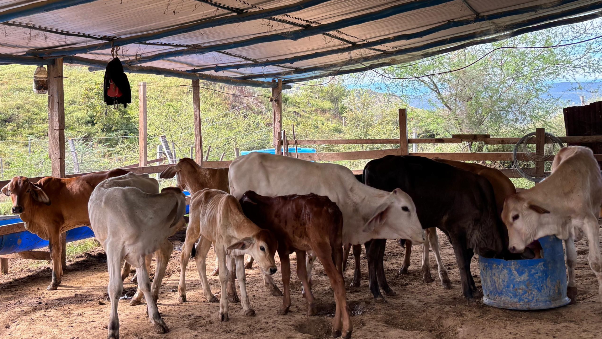 establo de vacas