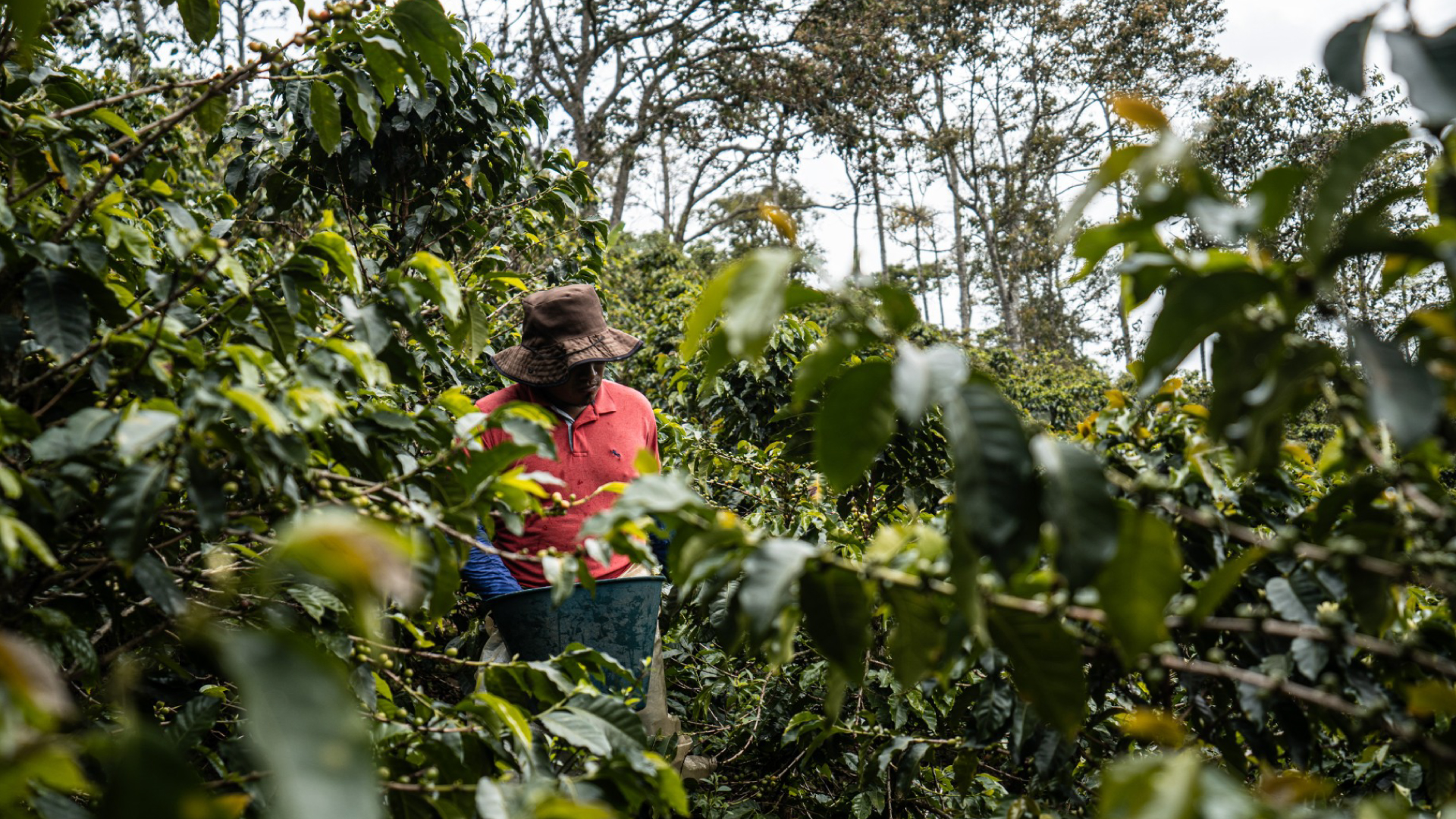 campesino en campo de café