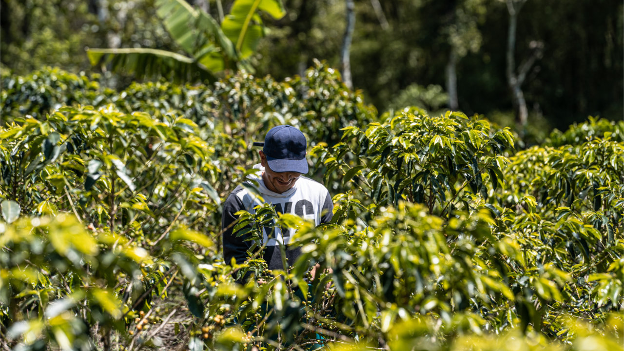 Firmante de paz trabaja entre plantas de café como parte de un proyecto productivo rural.