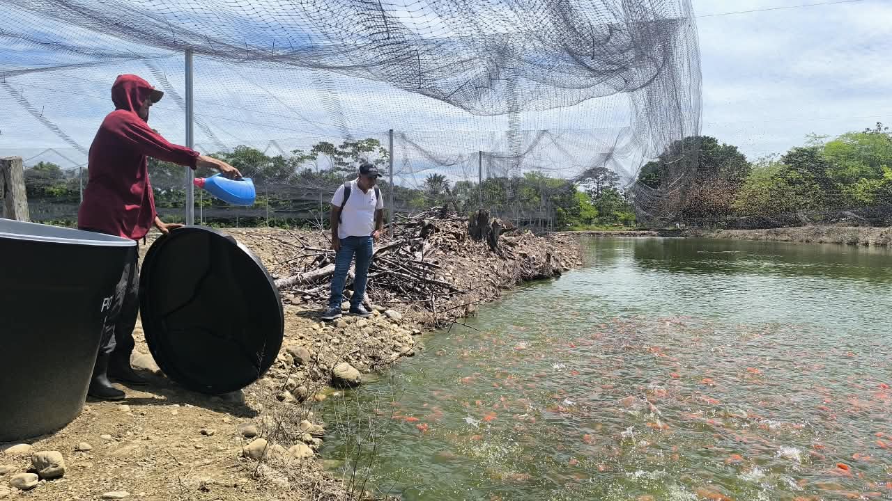 Cultivo de tilapia roja liderado por firmantes de paz en Arauca