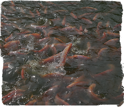 RED TILAPIA - COOPERATIVA COOFORTUNA